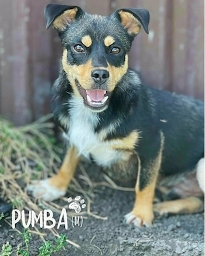 fröhlicher, junger, wunderschöner Hundejunge "Pumba" sucht ein liebevolles Zuhause