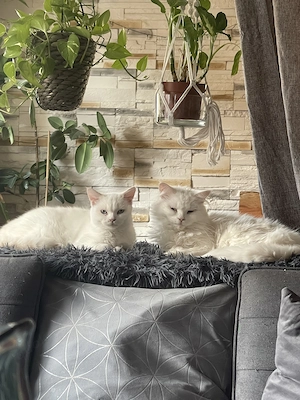 Türkische Angora Katze 
