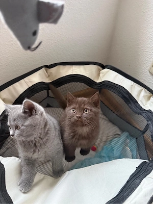 Britisch Kurzhaar Kitten suchen ein liebevolles Zuhause