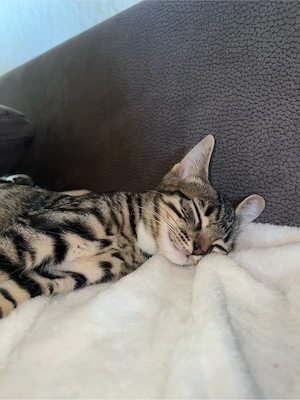 kater junge schweren herzens abzugeben 