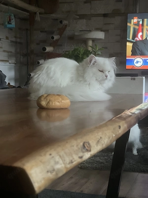 Türkische Angora Kater 