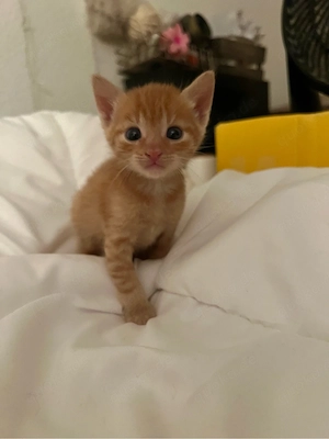 katzenbabys kitten 