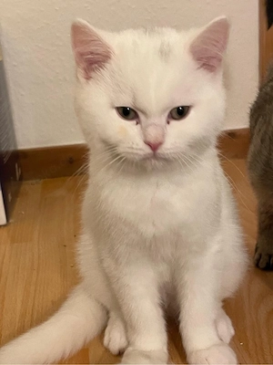 BKH und BLH Britisch Kurzhaar Kitten