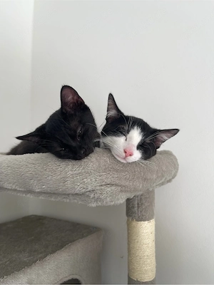 Zwei süße Kater suchen ein liebevolles Zuhause