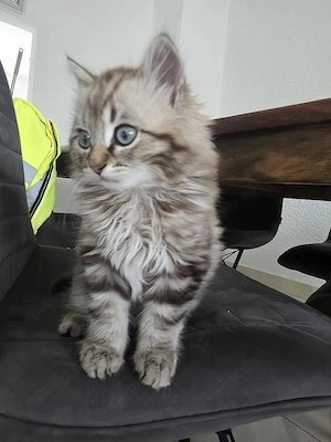 Baby Katzen 