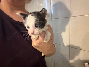  2 süße BKH-Maine-Coon-Perser-Mix Kitten suchen ein liebevolles Zuhause