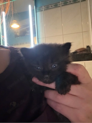  süße BKH-Maine-Coon-Perser-Mix Kitten suchen ein liebevolles Zuhause