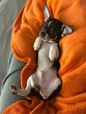 Chihuahua 4 monate männlich 