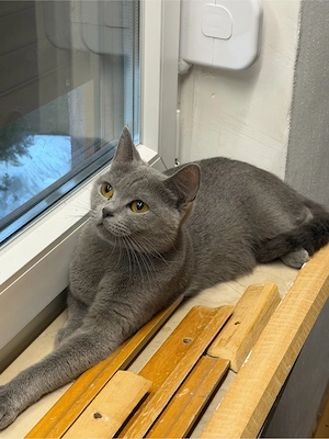 britisch Katze, weiblich