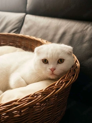 Kitten sucht ein liebevolles zuhause