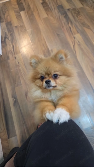 Liebevolle Pomeranian-Hündin Luna sucht ein neues Zuhause