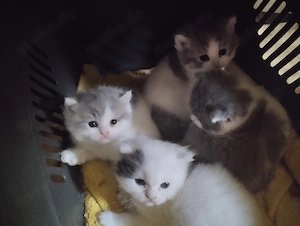 Zuckersüsse Exotic-Shorthairbabysin selten Farben suchen zu Weihnachten Wunderbare neue Menschen