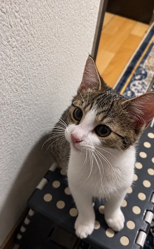 Babykater sucht liebevolles Zuhause