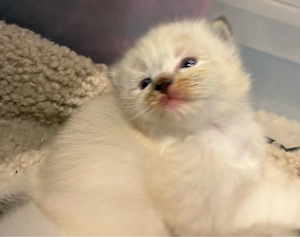 Ragdoll Katzenbabys