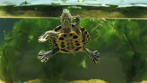 Nehme Landschildkröten und Wasserschildkröten auf