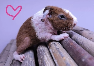 Skinny Pig Meerschweinchen Mädchen