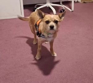 Chihuahua Rüde sucht neues Zuhause 