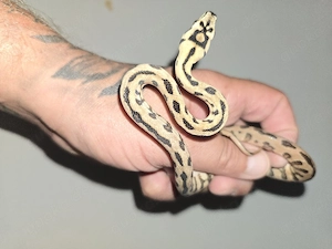 2,2 Teppichpython caramel und het caramel 