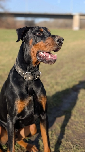 Hades, 2 Jahre: treuer Dobermann-Rüde sucht erfahrene Hände