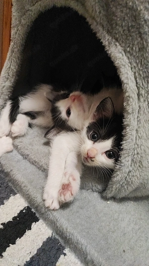 Katzenbabys Junior 