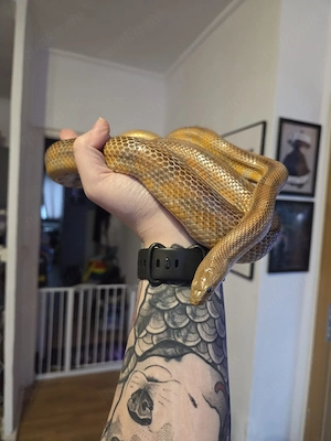0.1 Buf Caramel het Palmetto (Pantherophis guttatus)
