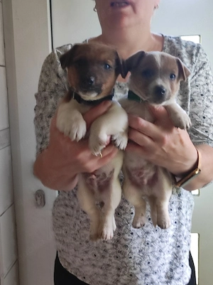 Jack Russel Welpen abzugeben !
