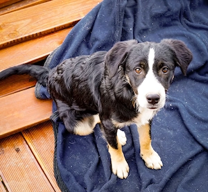 Scooby   kleiner Herzensbrecher