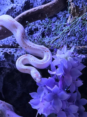 1.0 Palmetto het Amel (Pantherophis guttatus)