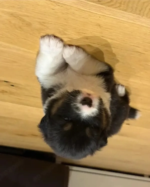 Australischer Schäferhund