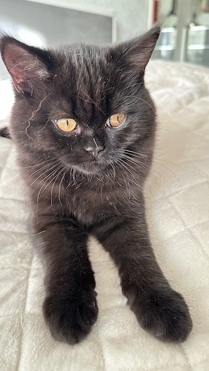 Reinrassige BKH-Kitten - kleine Traumkätzchen suchen ihr Zuhause
