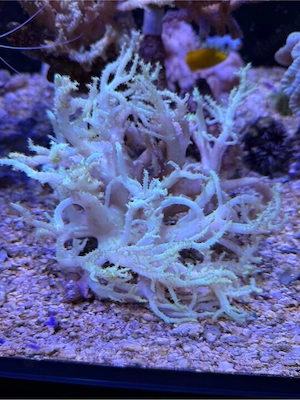 Meerwasser Koralle Australien abzugeben