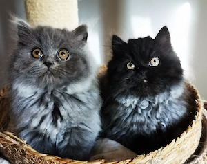 2 BLH Babys sehr Typvoll, suchen ein Zuhause für immer 