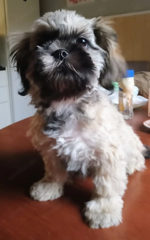 Wunderschöne Shih Tzu Malteser Welpen 