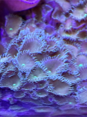 Meerwasser Koralle Krustenanemone
