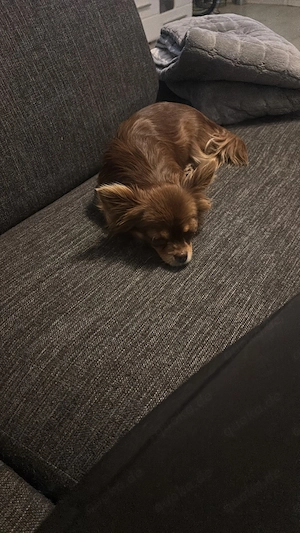 Chihuahua Hündin 1 Jahr alt 