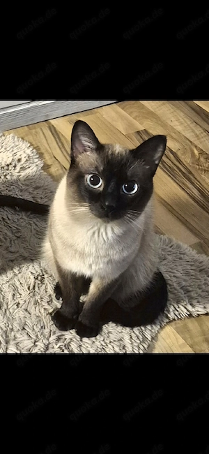 Erfahrener Siam Deckkater