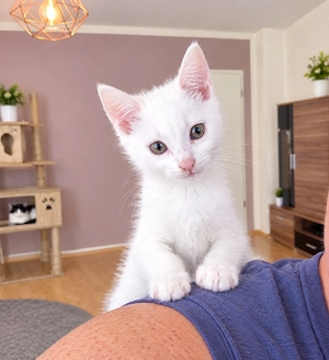 Nino sucht seine Herzensmenschen!   