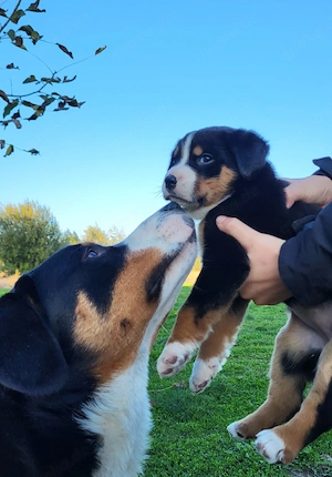 Gesundheit, Charakter & Liebe: Appenzeller Sennenhund Welpen suchen ihr Zuhause fürs Leben