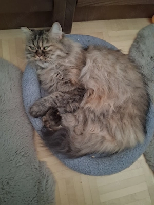 Liebevolles Zuhause für fürsorgliche Katzenmama gesucht 