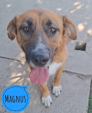 Magnus, verspielter und hübscher Jungrüde sucht ein Zuhause
