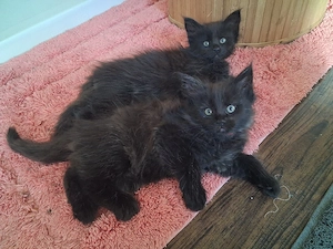 Maine Coon Xxl Kitten Black-black Smoke Mädchen 