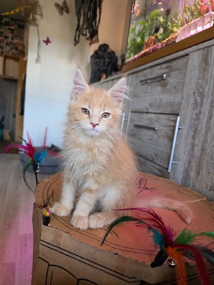 Maine Coon Kitten