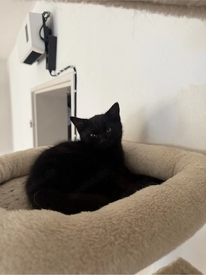 Kitten suchen ein Zuhause