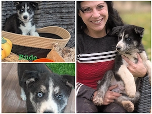 Huskymixwelpen suchen ein Körbchen für immer