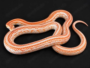 Kornnatter Amel Tessera High White het Anery 50% het Cinder Caramel 0.1 DNZ 2023