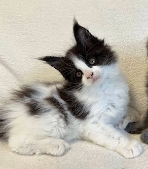 Traumhafte XXL Maine Coon Kitten Katze Kater 10,5 wochen 