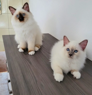 Wunderschöne Heilige-Birma-Kitten abgabebereit