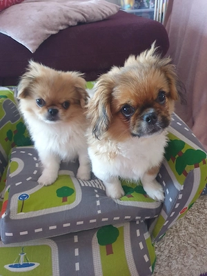 Pekinese Welpen 