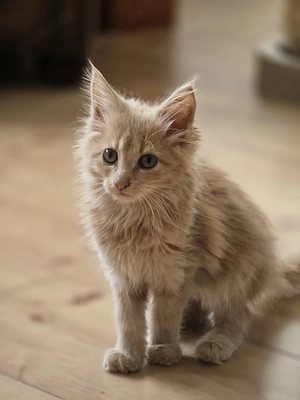 Maine-Coon Mix Kitten 