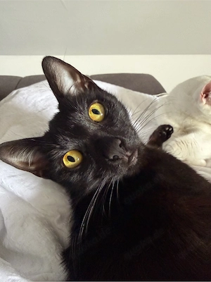 2 Katzen zu verschenken
